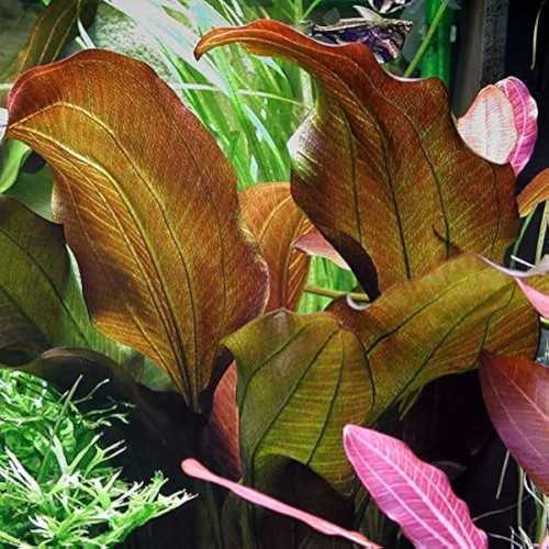 Echinodorus 'kidneys' in jar - Aquaflora