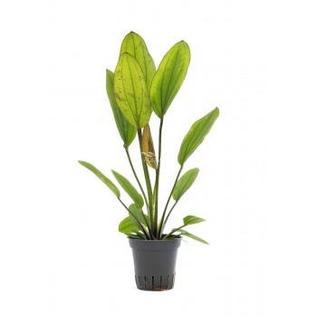 Échinodorus 'Rosé' dans Jar - Aquaflora