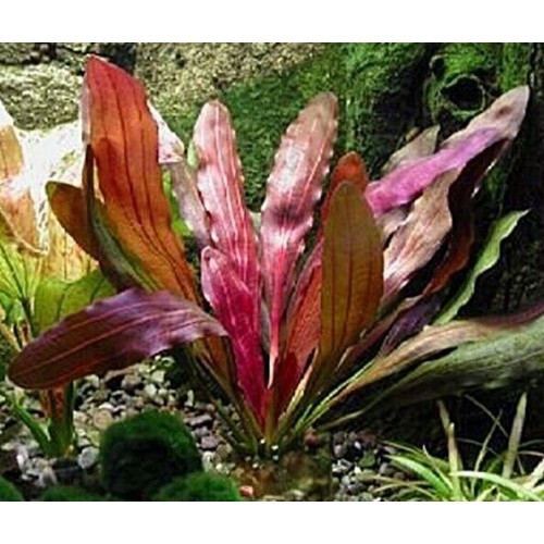 Echinodorus 'Rosé' in jar - Aquaflora