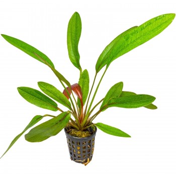 Echinodorus 'Rubin' dans Jar - Aquaflora