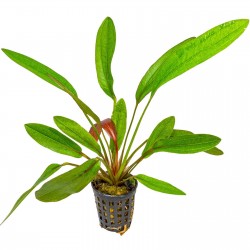 Echinodorus 'Rubin' dans Jar - Aquaflora
