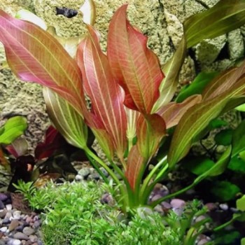 Echinodorus 'Rubin' in vasetto - Aquaflora 2