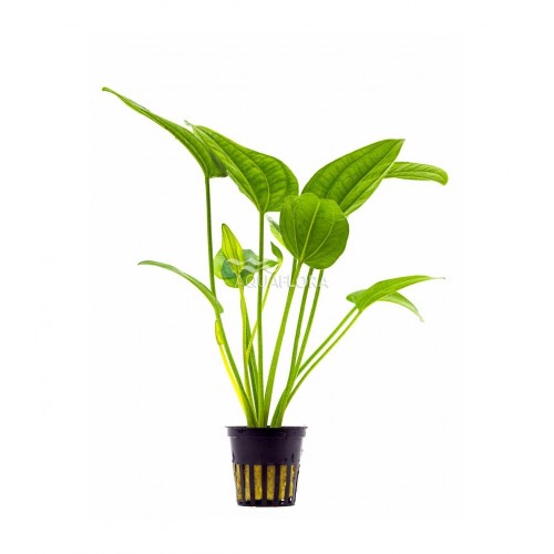 Echinodorus sp. 'Radicans' dans le pot - Aquaflora