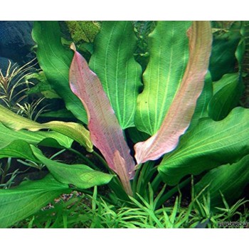 Echinodorus 'Tricolor' dans le pot - Aquaflora 2