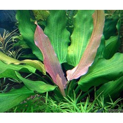 Echinodorus 'Tricolor' dans le pot - Aquaflora