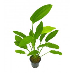 Echinodorus 'Tricolor' dans le pot - Aquaflora