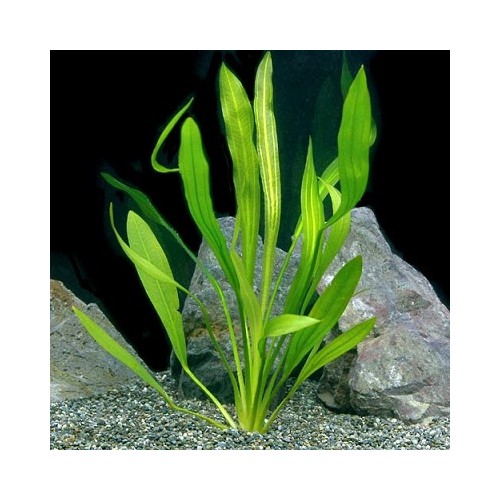 Echinodorus uruguayensis in vasetto - Aquaflora