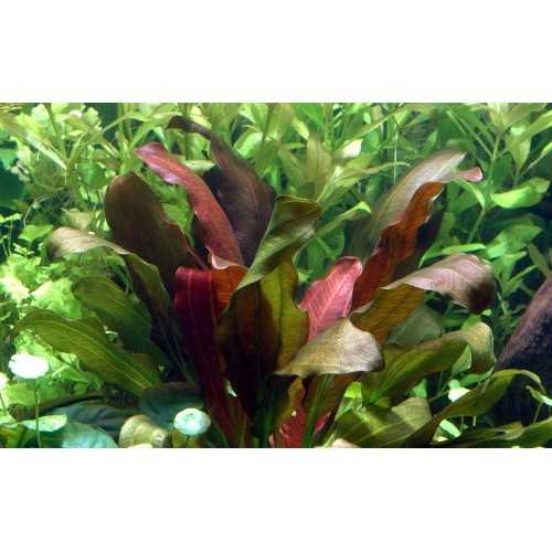 Echinodorus x Barthii in jar - Aquaflora