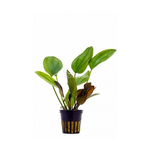 Echinodorus x Barthii dans Jar - Aquaflora