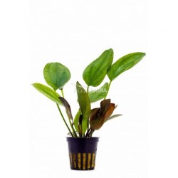 Echinodorus x Barthii dans Jar - Aquaflora