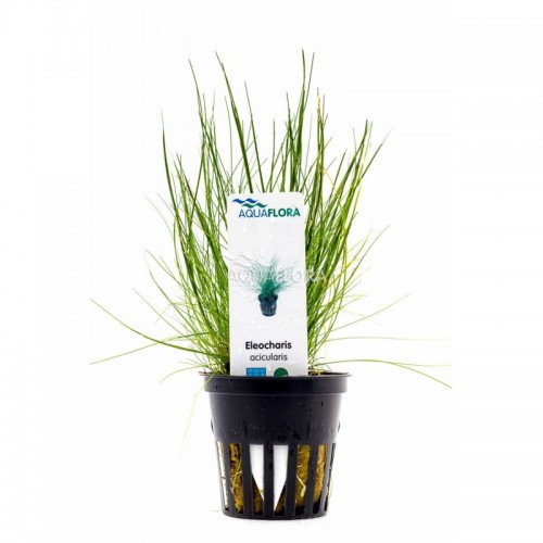 Elecharis acicularis à Jar - Aquaflora