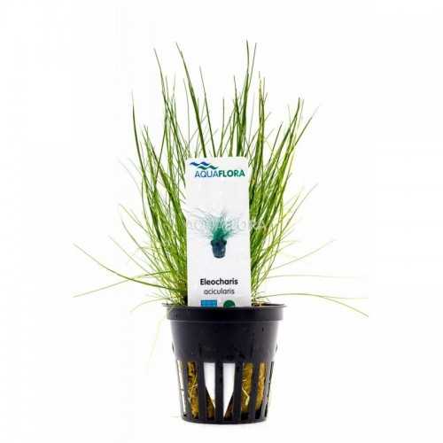 Elecharis Acicularis in Jar - Aquaflora