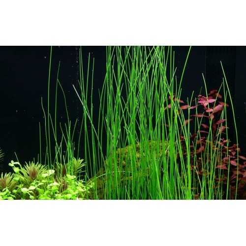 Eleocharis Montevidensis in jar - Aquaflora