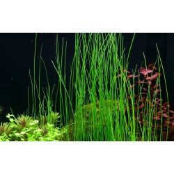 Eleocharis Montevidensis in jar - Aquaflora