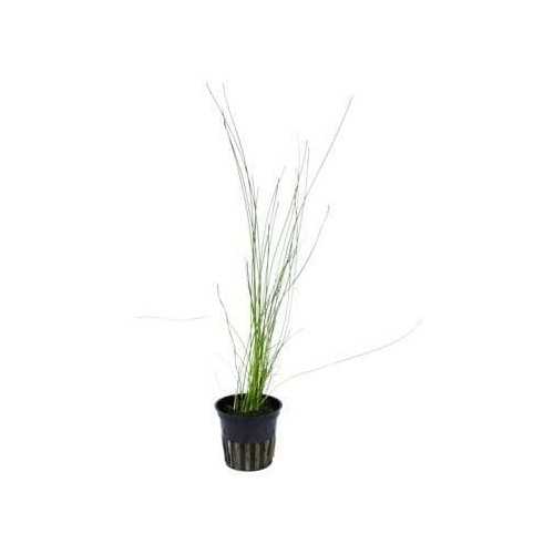 Eleocharis Montevidensis in jar - Aquaflora