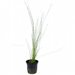 Eleocharis Montevidensis in jar - Aquaflora