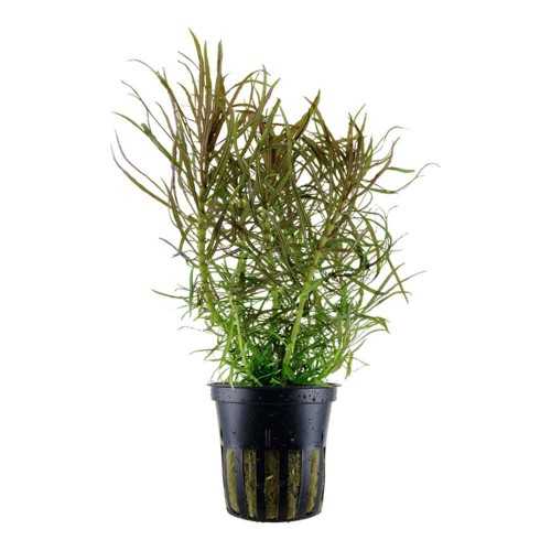 Starry eusteralis in jar - Aquaflora