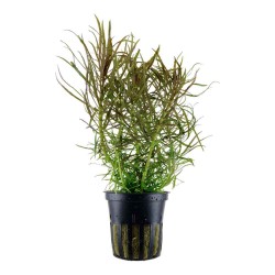 Starry eusteralis in jar - Aquaflora