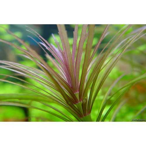 Starry eusteralis in jar - Aquaflora