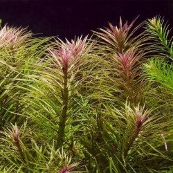 Starry eusteralis in jar - Aquaflora