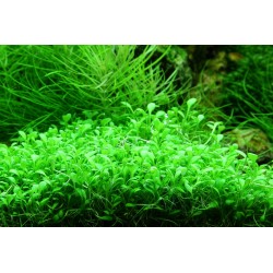 Glossostigma ElainoDes in jar - Aquaflora