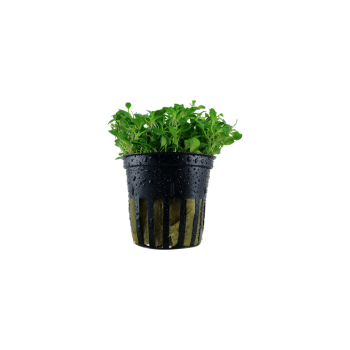 Glossostigma elatinoides in vasetto - Aquaflora 2