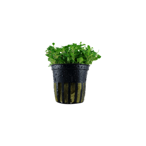 Glossostigma ElainoDes in jar - Aquaflora