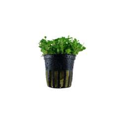 Glossostigma elatinoides in a jar - Aquaflora