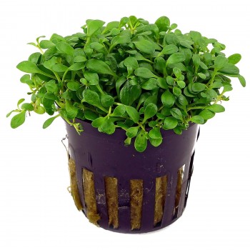 Glossostigma elatinoides in a jar - Aquaflora