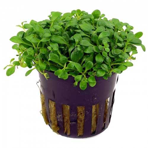 Glossostigma ElainoDes in jar - Aquaflora