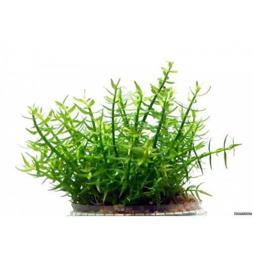 GRATIOLA VISCIDULA in jar - Aquaflora