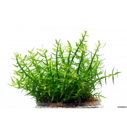 GRATIOLA VISCIDULA in jar - Aquaflora