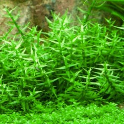 GRATIOLA VISCIDULA in jar - Aquaflora