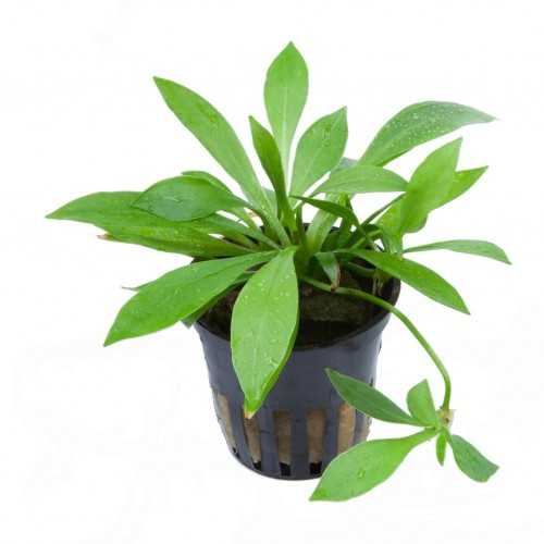 Helanthium Bolivianum 'Magdalenensis' in...