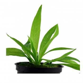 Helanthium Bolivianum 'Magdalenensis' à Jasetto - Aquaflora 2