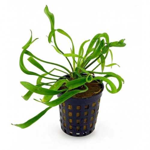 Helanthium Bolivianum 'Vesuvius' in jar -...
