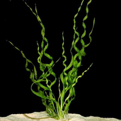 Helanthium Bolivianum 'Vesuvius' in jar -...