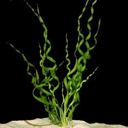 Helanthium Bolivianum 'Vesuvius' in jar - Aquaflora