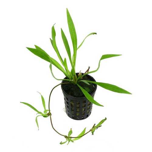 Helanthium Bolivianum 'Xingu' in jar - Aquaflora