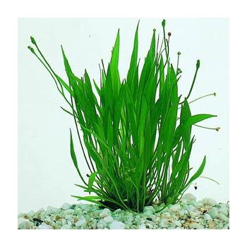 Helanthium bolivianum 'Xingu' in vasetto - Aquaflora 2