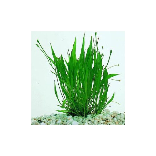 Helanthium Bolivianum 'Xingu' dans Jar - Aquaflora