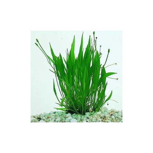 Helanthium Bolivianum 'Xingu' in jar - Aquaflora