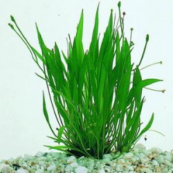 Helanthium Bolivianum 'Xingu' in jar - Aquaflora