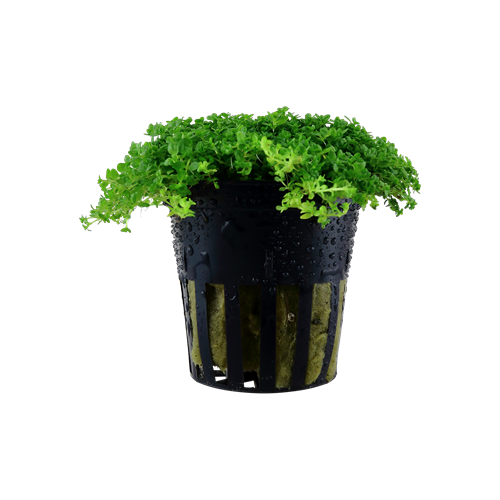 Hemianthus callitrichoides dans le pot - Aquaflora