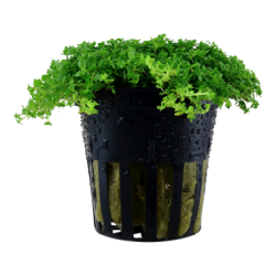 Hemianthus callitrichoides dans le pot - Aquaflora