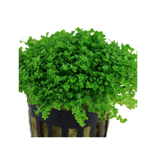 Hemianthus callitrichoides in pot - Aquaflora