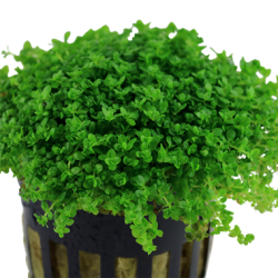 Hemianthus callitrichoides dans le pot - Aquaflora