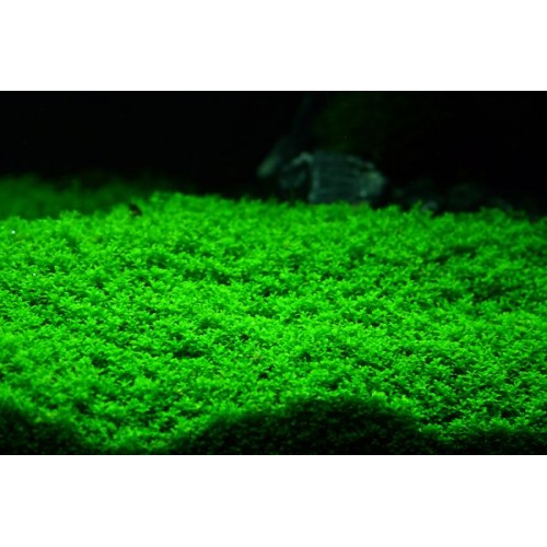 Hemianthus callitrichoides dans le pot - Aquaflora