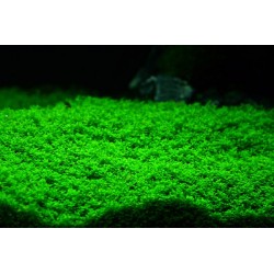 Hemianthus Callitrichoides in jar - Aquaflora