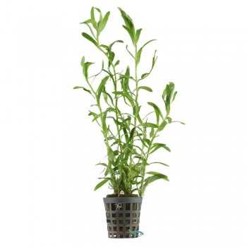 Heteranthera Zosteriifolia in jar - Aquaflora